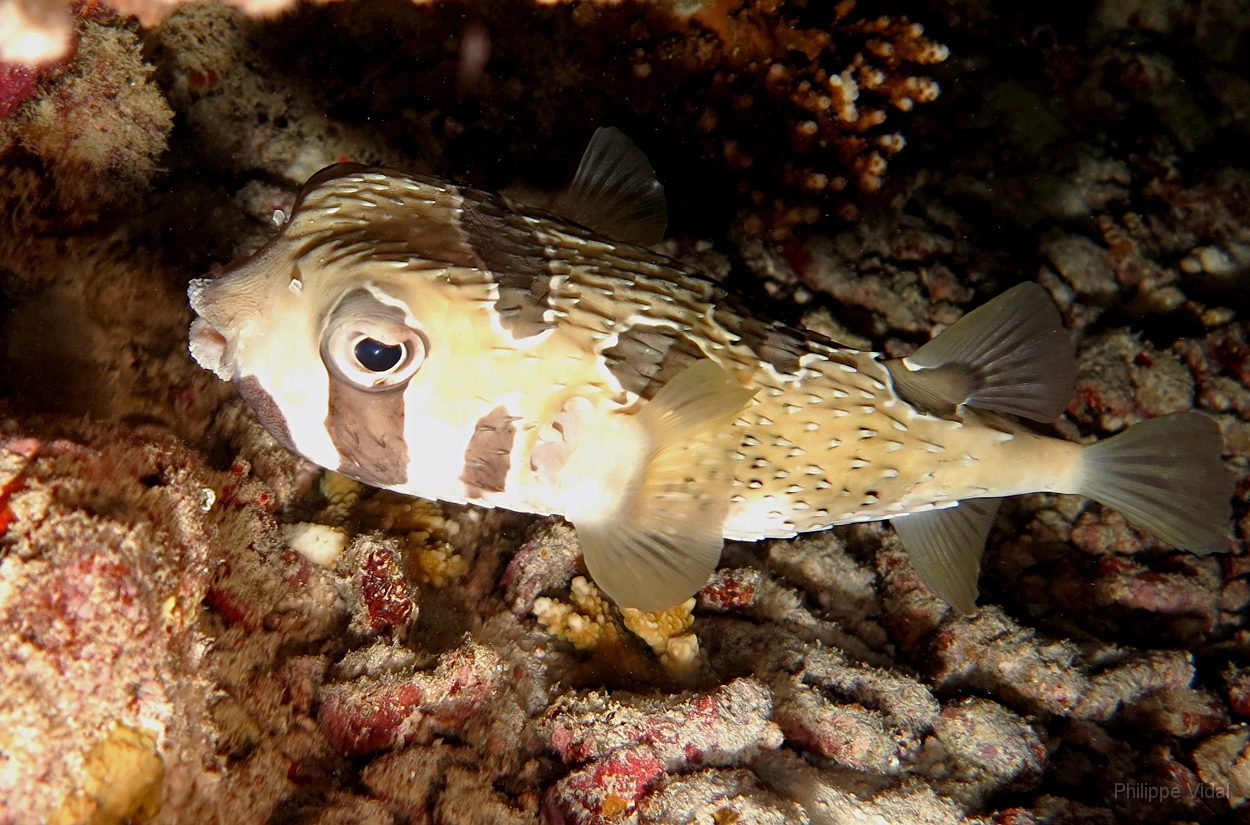 Velidhu - 2013_03_13 - IMG_0704rf_Poisson porc epic a taches aureolees - Diodon liturosus_Kudafaru thila_Plongee nuit.jpg